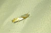Phyllonorycter roboris