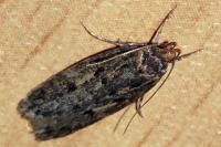 Hofmannophila pseudospretella