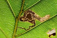Stigmella tityrella