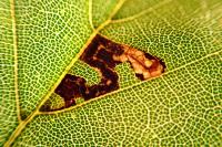 Stigmella tityrella