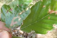 Stigmella hemargyrella