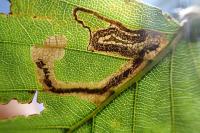 Stigmella hemargyrella