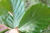 Phyllonorycter messaniella