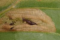 Phyllonorycter messaniella