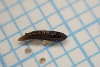 Phyllonorycter messaniella