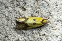 Agapeta zoegana