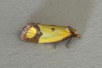 Agapeta zoegana
