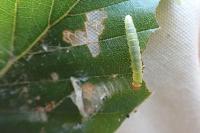 Diurnea fagella
