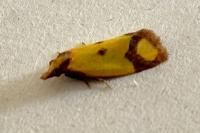 Agapeta zoegana
