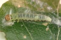 Diurnea fagella
