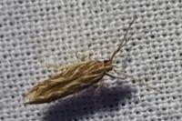 Pyroderces argyrogrammos