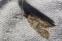 Penestoglossa dardoinella