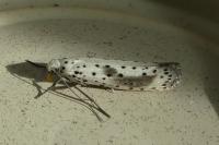 Yponomeuta irrorella