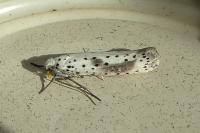 Yponomeuta irrorella