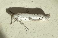 Yponomeuta irrorella
