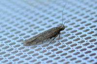 Bryotropha terrella