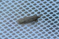 Bryotropha terrella