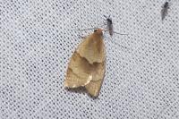 Clepsis rurinana