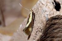 Harpella forficella