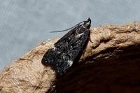 Dichomeris alacella