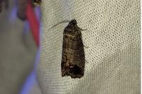 Cydia pomonella