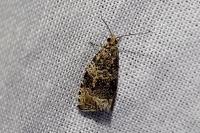 Celypha lacunana