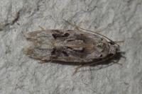 Altenia scriptella