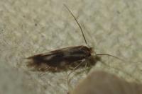 Bucculatrix nigricomella