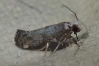 Swammerdamia compunctella