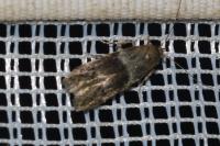 Hypatopa segnella