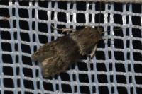 Hypatopa segnella