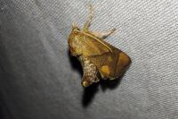 Apoda limacodes