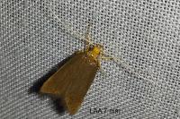 Eurodachtha pallicornella