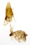 Eurodachtha pallicornella