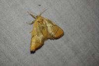 Apoda limacodes