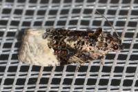 Apotomis betuletana