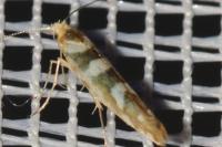 Argyresthia goedartella