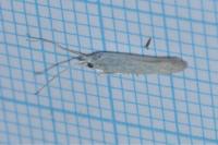 Coleophora anatipennella