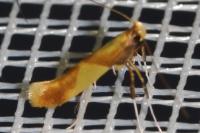 Caloptilia alchimiella