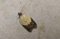 Acleris variegana