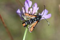 Pyropteron chrysidiforme
