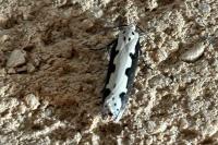Ethmia bipunctella