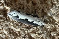 Ethmia bipunctella