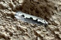 Ethmia bipunctella