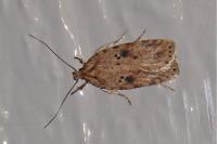 Agonopterix arenella