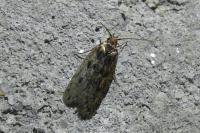 Hofmannophila pseudospretella