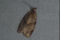 Clepsis rurinana