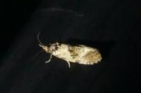 Neocochylis molliculana
