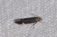 Aproaerema anthyllidella