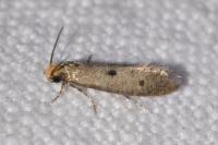Tinea trinotella